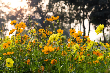 Many yellow flowers Cosmos.