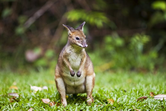 Red-legged Pademelon in the rainforest, Daintree, Queensland