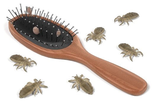 3d render of lices on comb