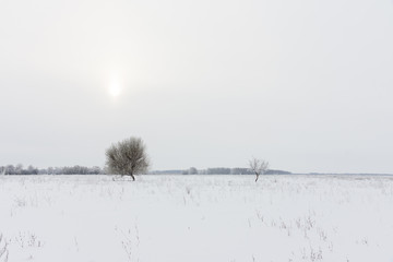 trees and the winter landscape
