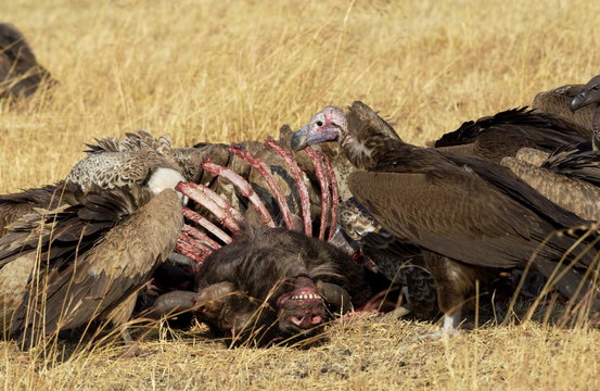 Lappet Faced Vultures feasting on an animal carcass, Grumet, Tanzania