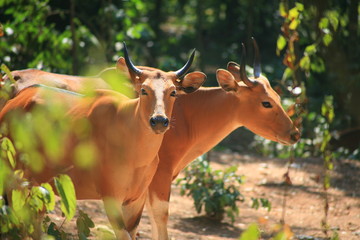 Banteng cow  / Bos javanicus
