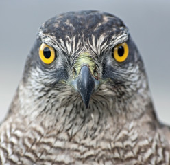 Close-up of hawk