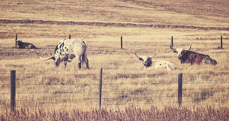 Old film retro stylized Texas Longhorns grazing on a dry autumn meadow.