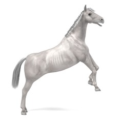Fototapeta na wymiar realistic 3d render of white horse