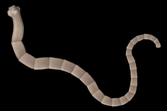 realistic 3d render of tapeworm