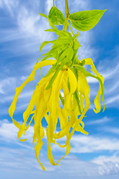 fleurs d'ylang-ylang sur fond de ciel 