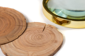 Concept dendrochronology. tree trunks clearly visible annual rin