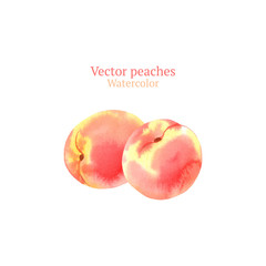 Watercolor vector peaches
