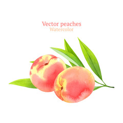 Watercolor vector peaches