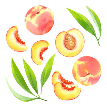 Watercolor vector peaches