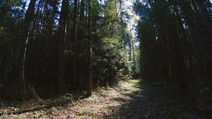 Road through dense forest, summer day