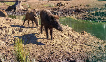 Young wild boar