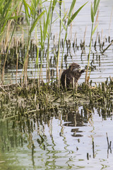 Nutria