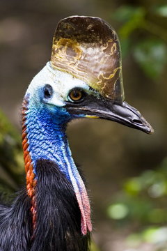 Southern Cassowary bird, Queensland