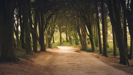 Forest path in Sintra Mountains in Portugal