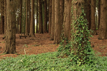 Forest in the natural park Sintra Cascais in Portugal