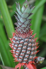 pineapple on plant