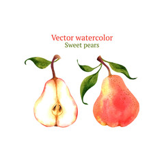 Watercolor vector pears