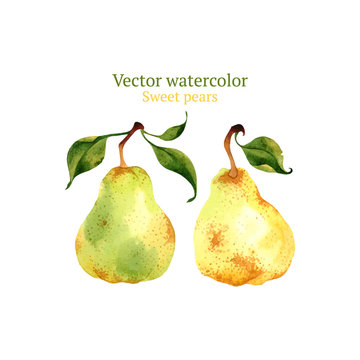 Watercolor vector pears