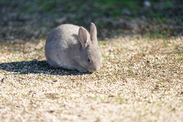 Cute rabbits in rabbit island