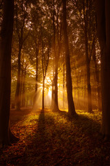 Fototapeta premium Sunrays shine through a misty forest