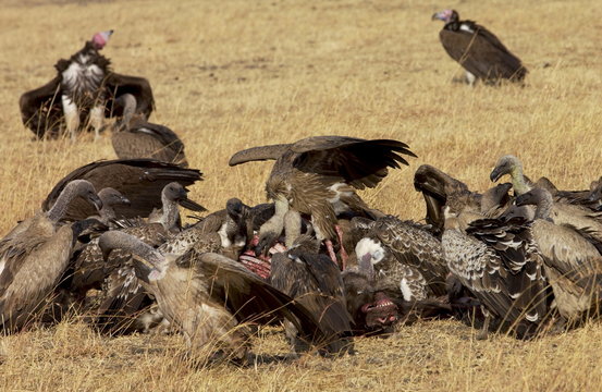 Lappet Faced Vultures feasting on an animal carcass, Grumet, Tanzania