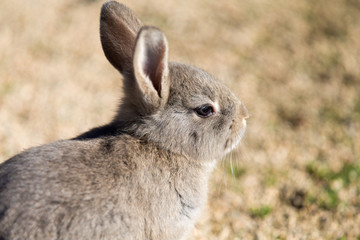Cute rabbits in rabbit island