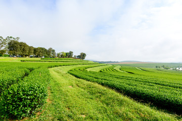 Fototapeta na wymiar green tea field in farm