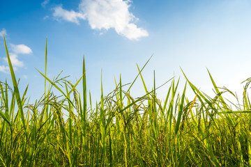 Obraz premium Rice field