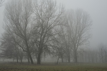 Natural Fog on park in Turin,Italy