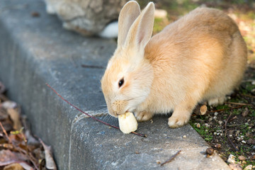 Cute rabbits in rabbit island
