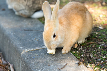 Cute rabbits in rabbit island