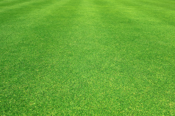 Grass field / Green grass background