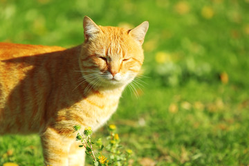 Naklejka na ściany i meble Cute tabby cat on green lawn, close up view