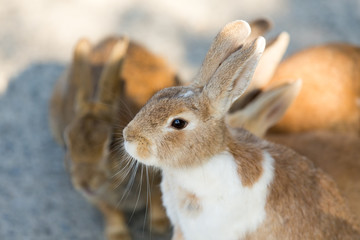 Cute rabbits in rabbit island