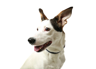 Obraz premium Funny Andalusian ratonero dog on white background, close up