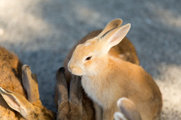 Naklejka na ściany i meble Cute rabbits in rabbit island
