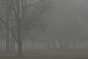 Fototapeta premium Natural Fog on park in Turin,Italy