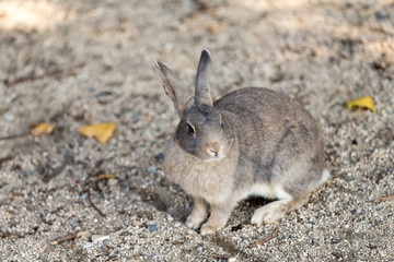 Cute rabbits in rabbit island
