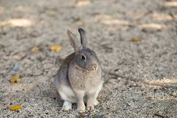 Cute rabbits in rabbit island