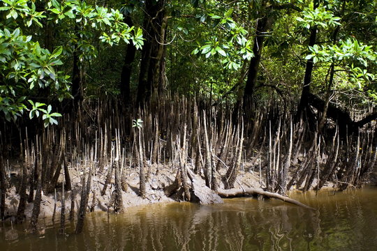 Mangrove shoots grow in the shallows of the Mossman River, Daintree