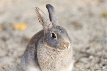 Cute rabbits in rabbit island