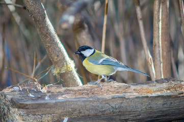 titmouse on a branch of tree at the manger