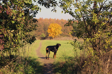 Dog and landscape
