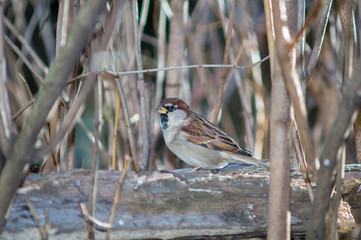 sparrow on a branch of tree at the manger.