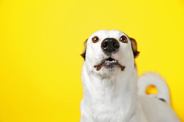 Funny Andalusian ratonero dog on yellow background, close up