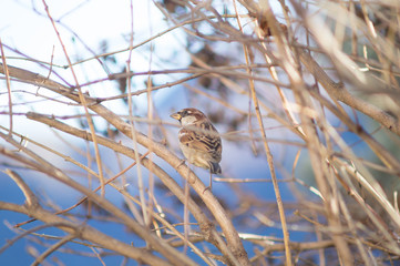 sparrow on a branch of tree at the manger.