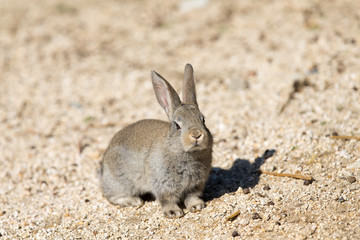 Cute rabbits in rabbit island