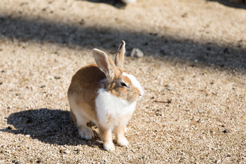 Cute rabbits in rabbit island